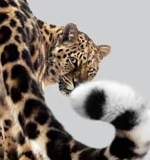 Animals Big Cats Photography Big Cats Amur Leopard