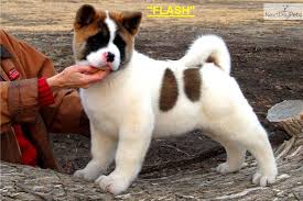 Hide this posting restore restore this posting. Craigslist For Japanese Akita Inu Puppies For Sale The Y Guide