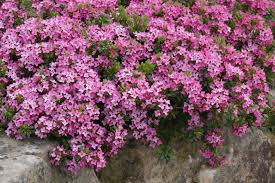 The plant is a nice little shrubby thing growing only to 12x12. Daphne Cneorum Garland Flower