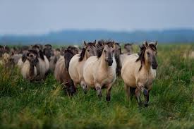 Where herds can be seen in their natural state: Wild And Free Horses Rewilding Europe