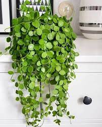 Hanging Plants Creative Ideas For Hanging Plants Indoors And Outdoors Indoor Outdoor Hanging Planter Ideas Plan Plants Hanging Plants Indoor Hanging Plants