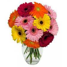 Stunning Gerbera Daisies In 2020 Gerbera Flower Gerbera Daisy Gerbera Daisy Bouquet