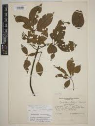 Image result for Bombax rhodognaphalon