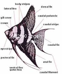 Male Vs Female Angelfish Re Angels Male And Or Female