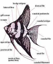 Male Vs Female Angelfish Re Angels Male And Or Female