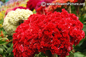 Name Giant Red Crested Cockscomb Wool Flowers Brain Celosia Family Amaranthaceae Order Caryophyllales Light Requi Evergreen Flowers Flowers Globe Amaranth