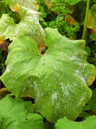 This bulletin describes the most common insect pests and diseases in home vegetable gardens. Common Plant Diseases Plant Diseases Plants Plant Pests