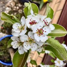 Find the perfect pear tree flower stock photos and editorial news pictures from getty images. Pears Tree Guide Uk Two Species Of Pears Are In Flower Now