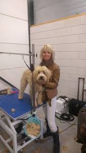 Most labradoodles will not sit still while you groom them. 43 Best Australian Labradoodle Grooming Ideas In 2021 Labradoodle Grooming Australian Labradoodle Labradoodle