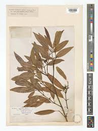 Image result for Hunteria zeylanica