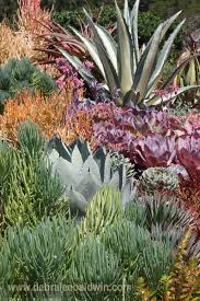 Pin By Geraldine Mckay On Succulent Chic Succulent Landscaping Succulent Landscape Design Succulents