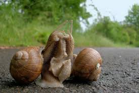 Check spelling or type a new query. A Love Dart At The Heart Of Sexual Conflict In Snails Bmc Series Blog