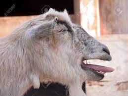 This is also why it's not advised to keep bucklings with their mothers for more than 3. Goat Making Faces With Tongue Out And Eyes Closed Stock Photo Picture And Royalty Free Image Image 6276700