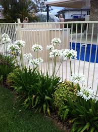 Agapanthus Plants By The Pool Pool Plants Outdoor Projects Agapanthus Plant