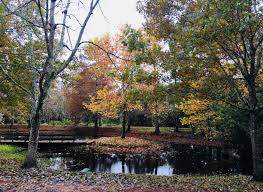 Board of Directors — Cy-Hope