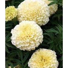 Check spelling or type a new query. 10 Benih Bunga Marigold Vanilla F1 Shopee Indonesia