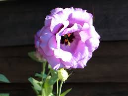 Image result for eustoma flamenco