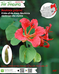 Image result for Tinnea galpinii