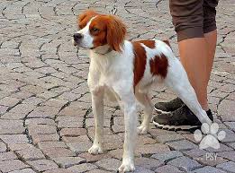 Image result for bretanský dlouhosrstý ohař