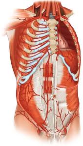 If you plan to enter a healthcare profession such as nursing, this is something you'll use on the job when performing abdominal assessments (and while documenting). Anatomical Illustration Of The Abdominal Wall And Fat Springerlink