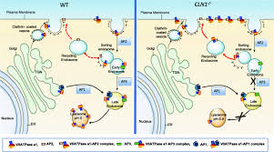 It looks like you're using artstation from europe. Emerging New Roles Of The Lysosome And Neuronal Ceroid Lipofuscinoses Molecular Neurodegeneration Full Text
