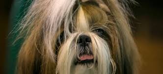 E lei, signorina, anche lei è americana? Fa Sesso Col Cane Per Vendicarsi Della Moglie E Quasi Lo Uccide Arrestato Velvet Pets