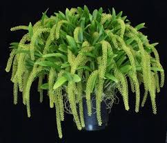 Image result for Liparis