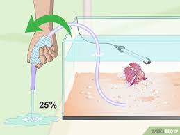How To Prevent And Treat Popeye In Betta Fish 10 Steps