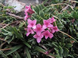 Image result for Struthiola montana