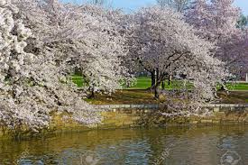 Maybe you would like to learn more about one of these? Cherry Trees At Peak Blossom Around The Tidal Basin In Washington Dc Usa White And Pink Flower On Trees Standing Close To The Waters Of Tidal Basin Stock Photo Picture And Royalty