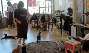 Cafeneaua aromaroma este una din cafenelele din bucuresti ce ofera servicii precum: Top 7 DestinaÈ›ii Perfecte Pentru Iubitorii De Pisici