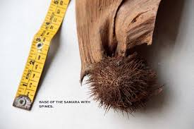 Image result for Centrolobium robustum