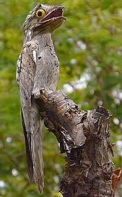 Observar detenidamente porque el ave fantasma se mimetiza con la corteza del árbol/ para agrandar, hacer clic en la imagen. El Urutau El Pajaro Fantasma De Los Pinceladas Del Gran Chaco Facebook