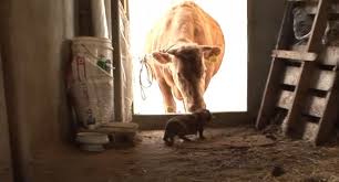 * it's been a wild year everybody, i'll be announcing that we'll be holding a contest for the best cows sitting like dogs photos! Dog Cries With Joy When Reunited With Cow Who Raised Him As A Puppy Kingdoms Tv