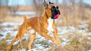 Learn all about boxer breed. Nc State Veterinary Hospital Small Animal Veterinary Genetics Boxer Cardiac Health Screening Nc State Veterinary Medicine