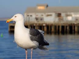 Public Domain Image Free Picture Of Seagull Goller Kus