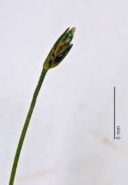 Image result for Isolepis sp.no.1