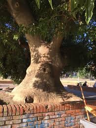 Image result for Phytolacca dioica