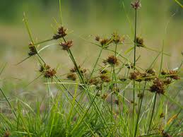 Image result for Pycreus polystachyos