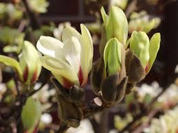 Image result for magnolie sunsation