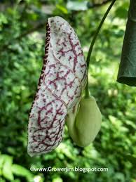 Image result for Aristolochia heppii