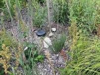 Native Garden Maintenance — Clinton River Watershed Council