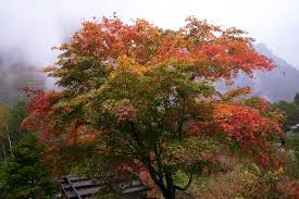 How To Grow And Care For The Red Maple Tree