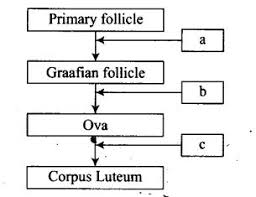 Given Below Is A Flow Chart Showing Ovarian Changes During