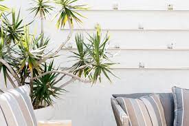 Sure, it's great to grow plants in a big yard. 20 Best Tall Plants For Container Gardens