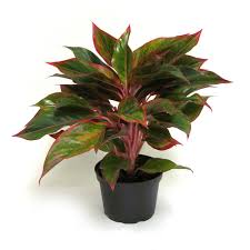Maybe you would like to learn more about one of these? Landscape Basics 6 Inch Aglaonema Siam The Home Depot Canada