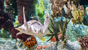 Discounts availible to our customers. Spark Imagination Newly Re Imagined Cook Museum Of Natural Science Makes Waves As Travel Destination Over The Mountain Journal
