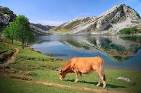 A spectacular climb it was the grand finale of stage 15 of the vuelta españa in 2012. Los Lagos De Covadonga Turismo Rural La Tabla Asturias