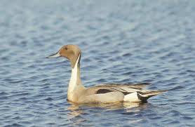 Drake Waterfowl Wallpapers Wallpaper Cave We've gathered more than 3 million images uploaded … looking for the best drake waterfowl wallpaper? drake waterfowl wallpapers wallpaper cave