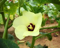 Image result for Abelmoschus